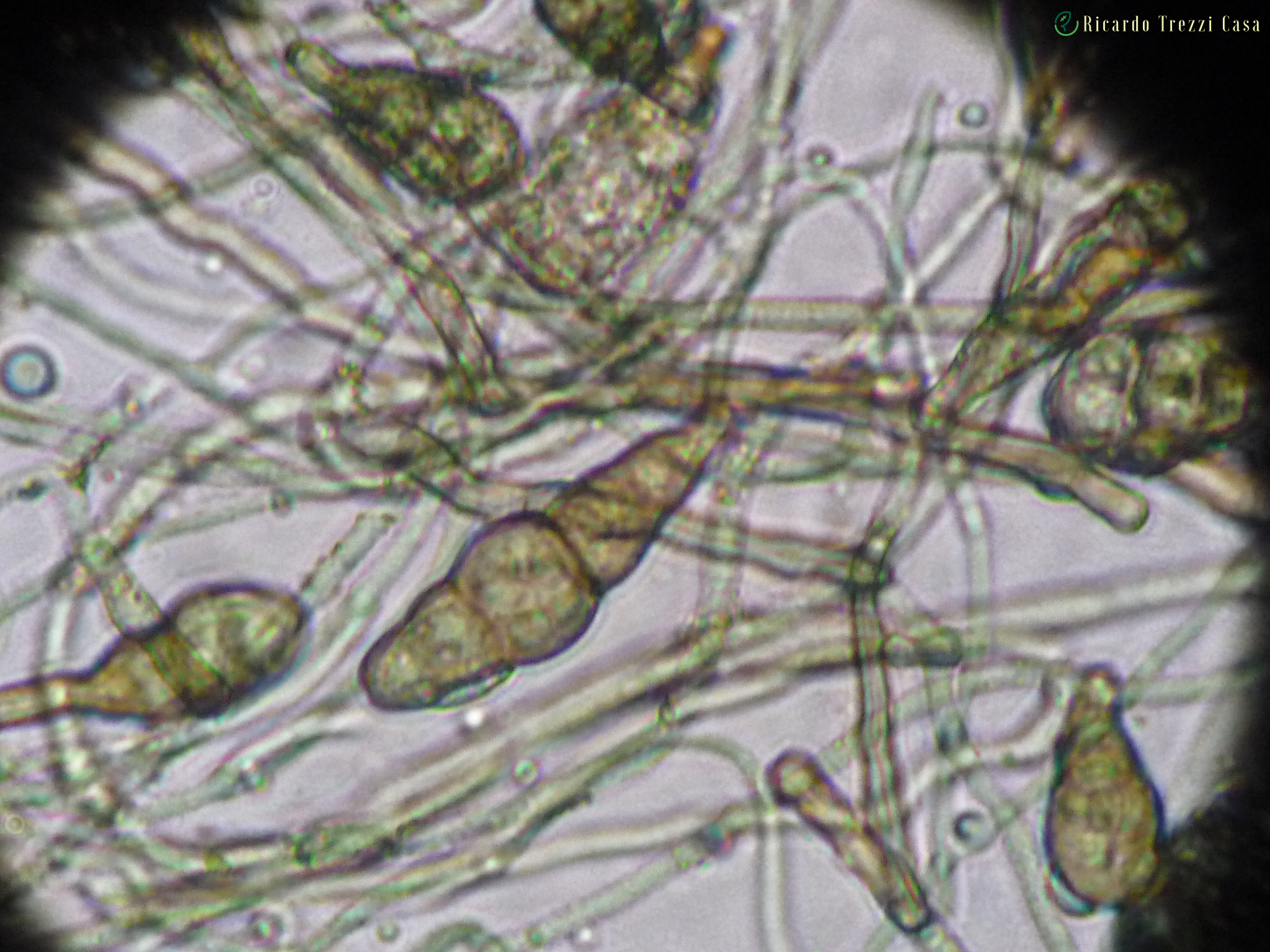 Alternaria